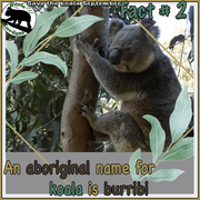 2nd Sep 2021 - a koala by any other name