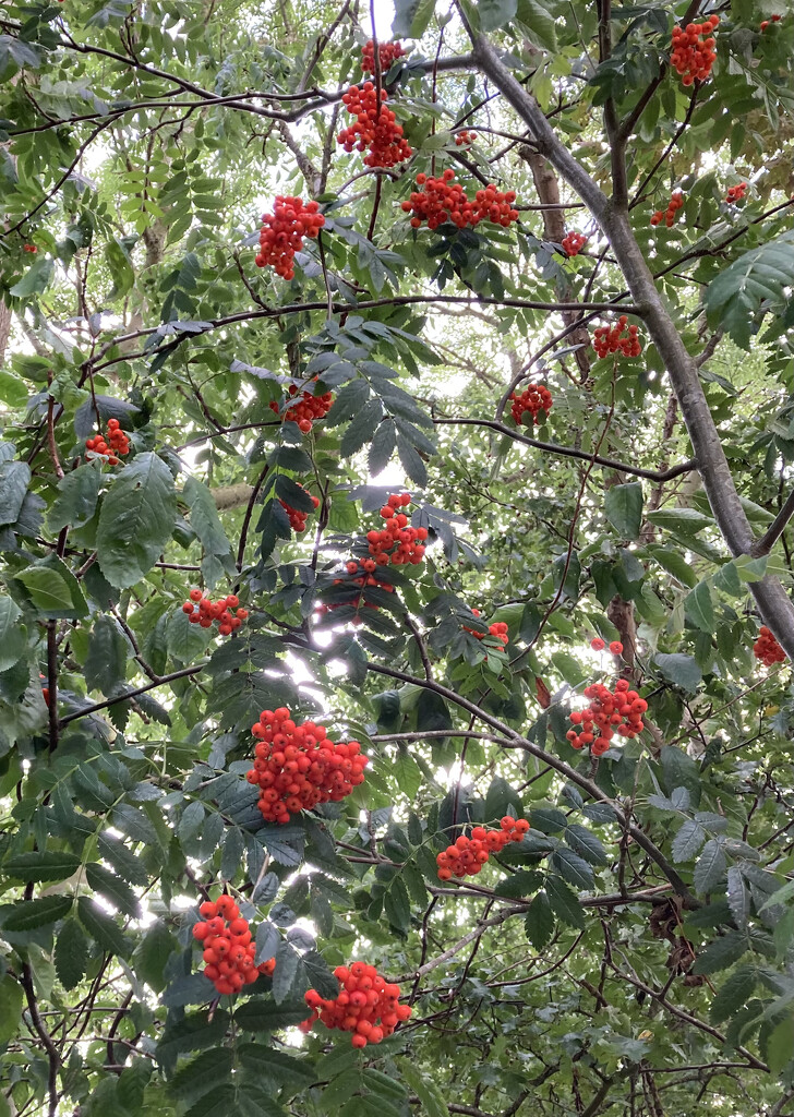 Mountain ash by sianharrison