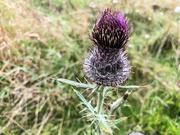 2nd Sep 2021 - The lone thistle