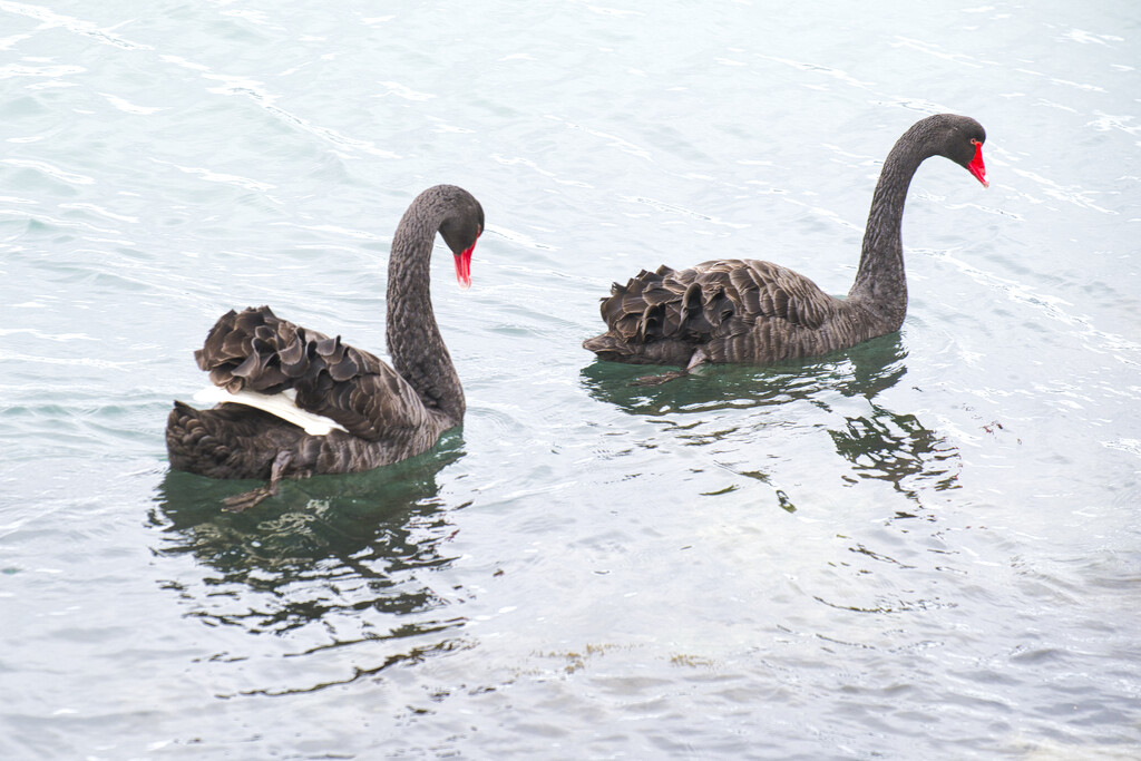 Swans in Wellington Harbour by dkbarnett