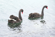 13th Jul 2021 - Swans in Wellington Harbour