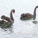 Swans in Wellington Harbour by dkbarnett