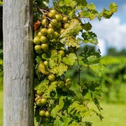 2nd Sep 2021 - Beautiful vineyard