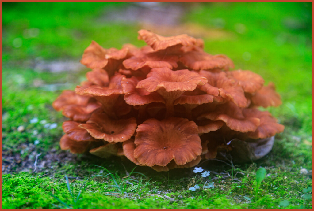 Mushroom Tree by hjbenson