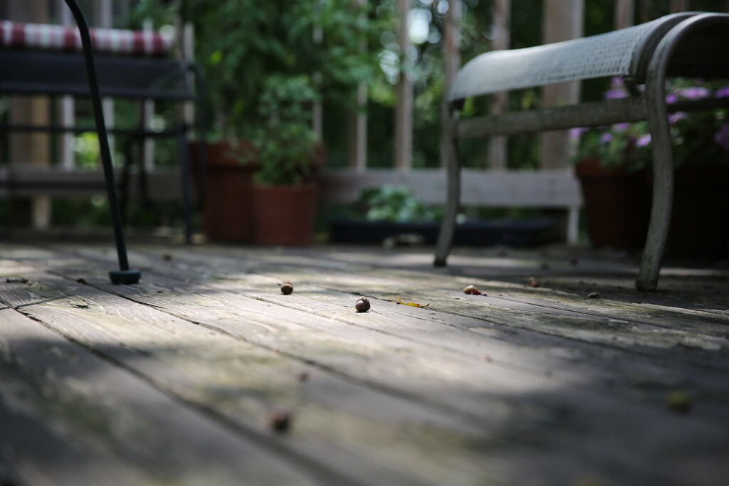 acorns... by earthbeone