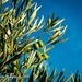 Olives in the garden by nigelrogers