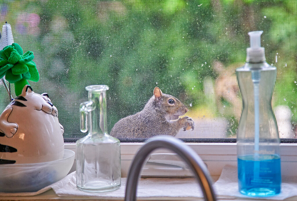 Out the Kitchen Window by gardencat