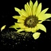 Pollen Everywhere! by carole_sandford