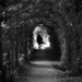 Through the Tree Tunnel by 30pics4jackiesdiamond