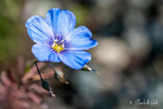 2nd Sep 2021 - Blue flower