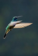 23rd Aug 2021 - Mexican Violetear Hummingbird, hovering 