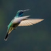 Mexican Violetear Hummingbird, hovering  by jyokota