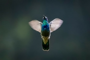 22nd Aug 2021 - Mexican Violetear Hummingbird Angel