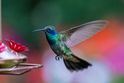 24th Aug 2021 - Mexican Violetear Hummingbird visiting 
