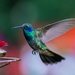 Mexican Violetear Hummingbird visiting  by jyokota