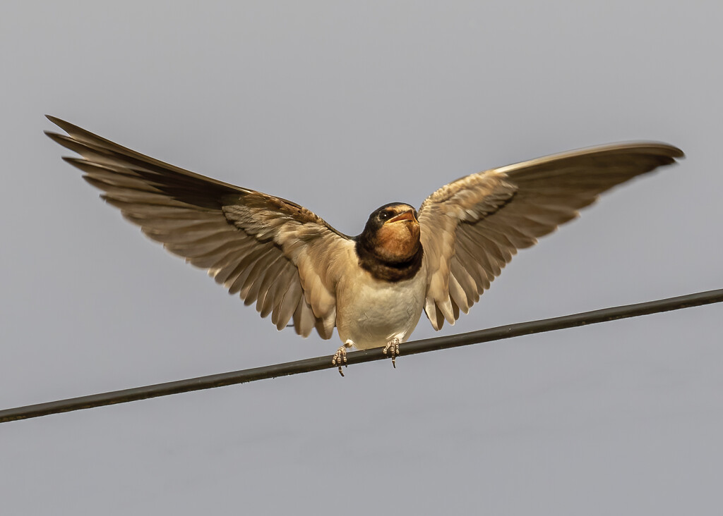 Juvenile Swallow by shepherdmanswife