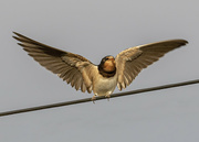 2nd Sep 2021 - Juvenile Swallow