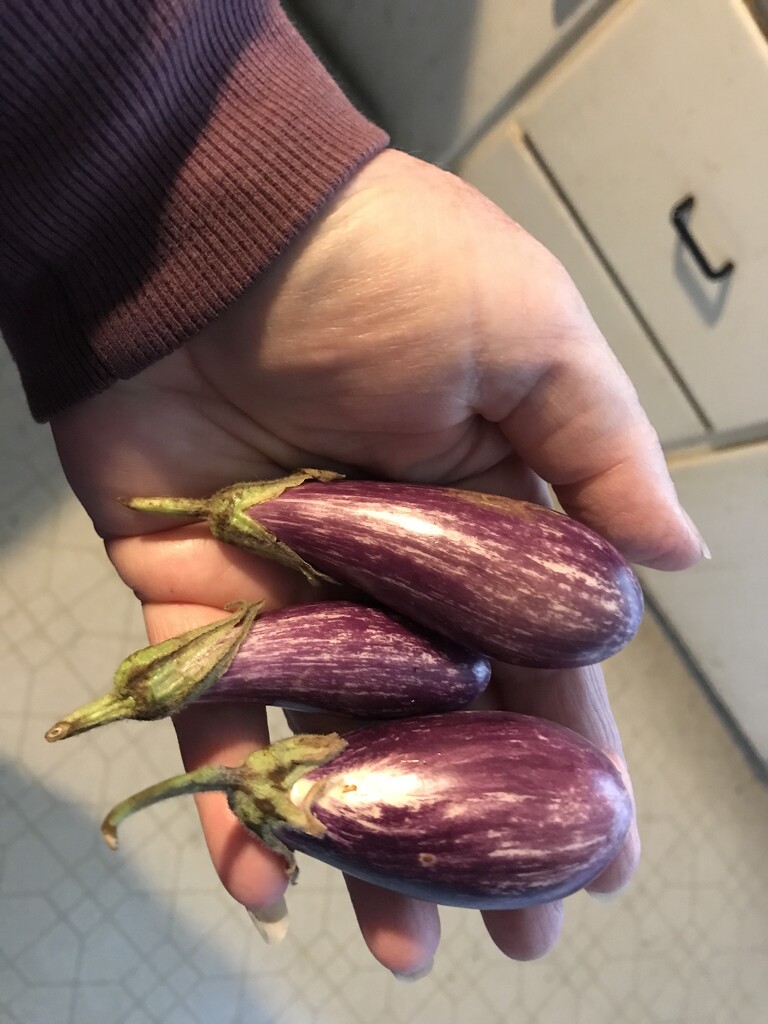 Miniature eggplants  by pandorasecho