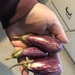 Miniature eggplants  by pandorasecho