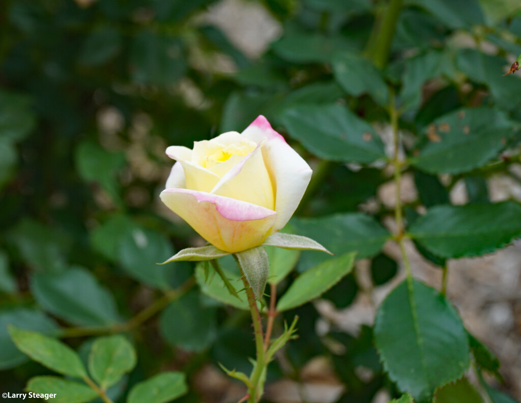A Rose posed by larrysphotos