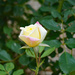 A Rose posed by larrysphotos