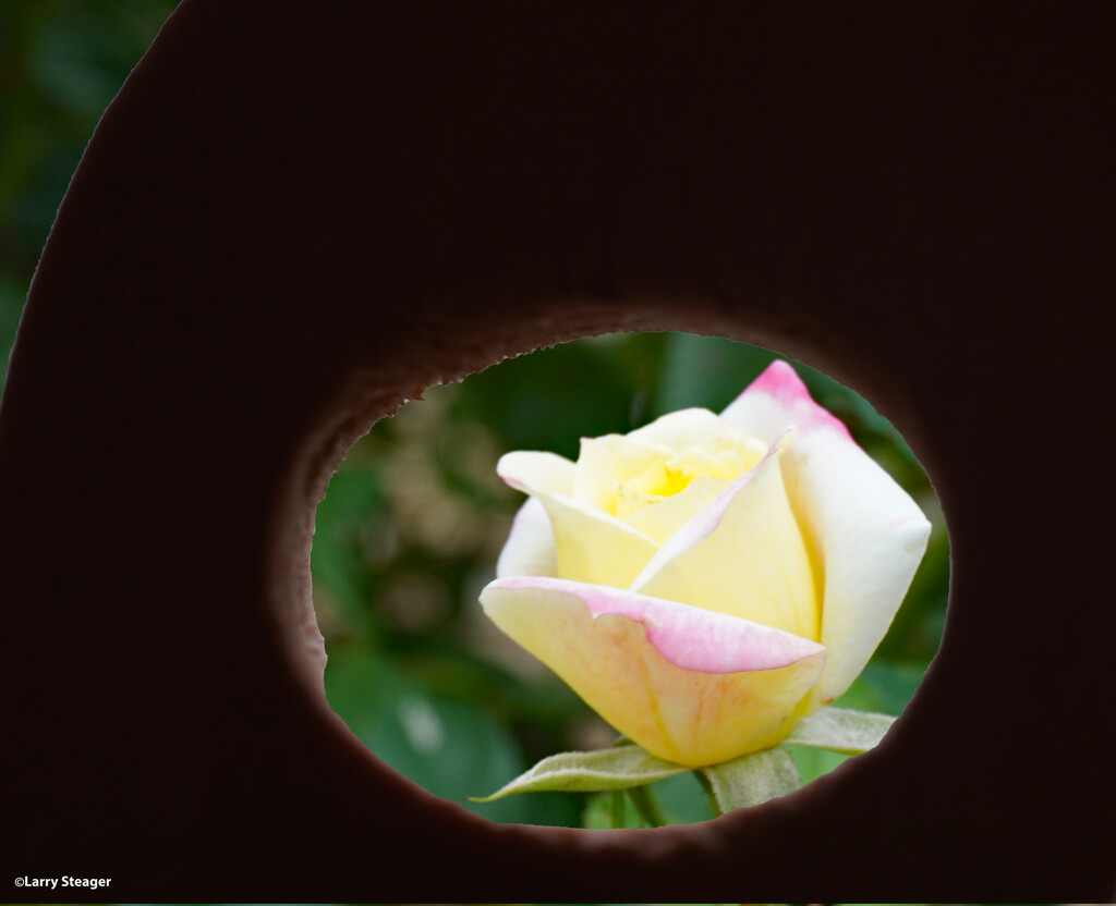 Peek at a rose by larrysphotos