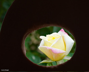 2nd Sep 2021 - Peek at a rose