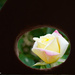 Peek at a rose by larrysphotos
