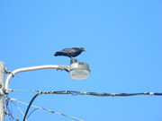 2nd Sep 2021 - Crow on Lamp post at Work