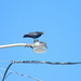 Crow on Lamp post at Work by sfeldphotos