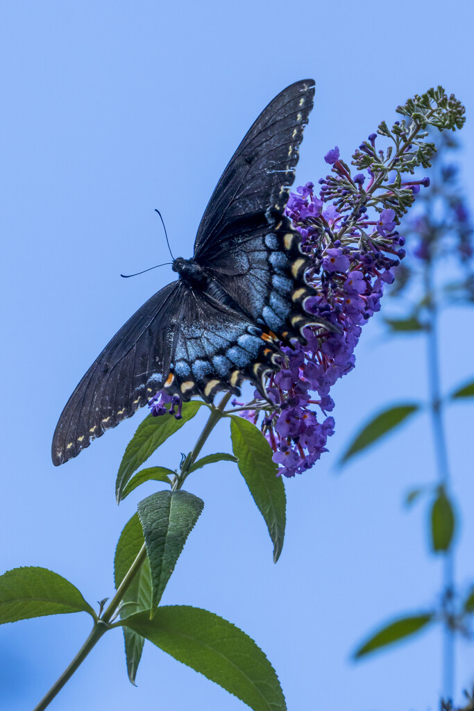 Black Swallowtail by kvphoto