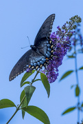 2nd Sep 2021 - Black Swallowtail