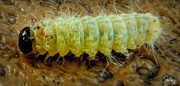22nd Aug 2021 - Teeny Weeny Caterpillar 