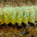 Teeny Weeny Caterpillar 