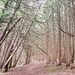 Cedar grove by ljmanning