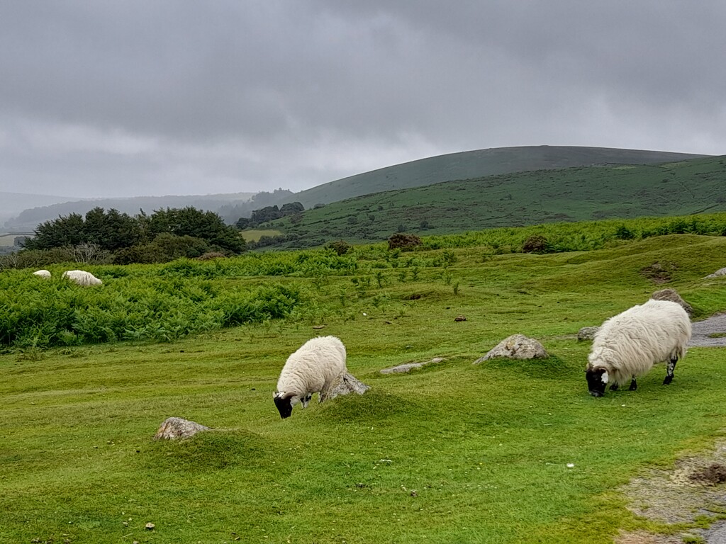 Dartmoor Black-Faced Sheep by judithdeacon