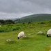 Dartmoor Black-Faced Sheep