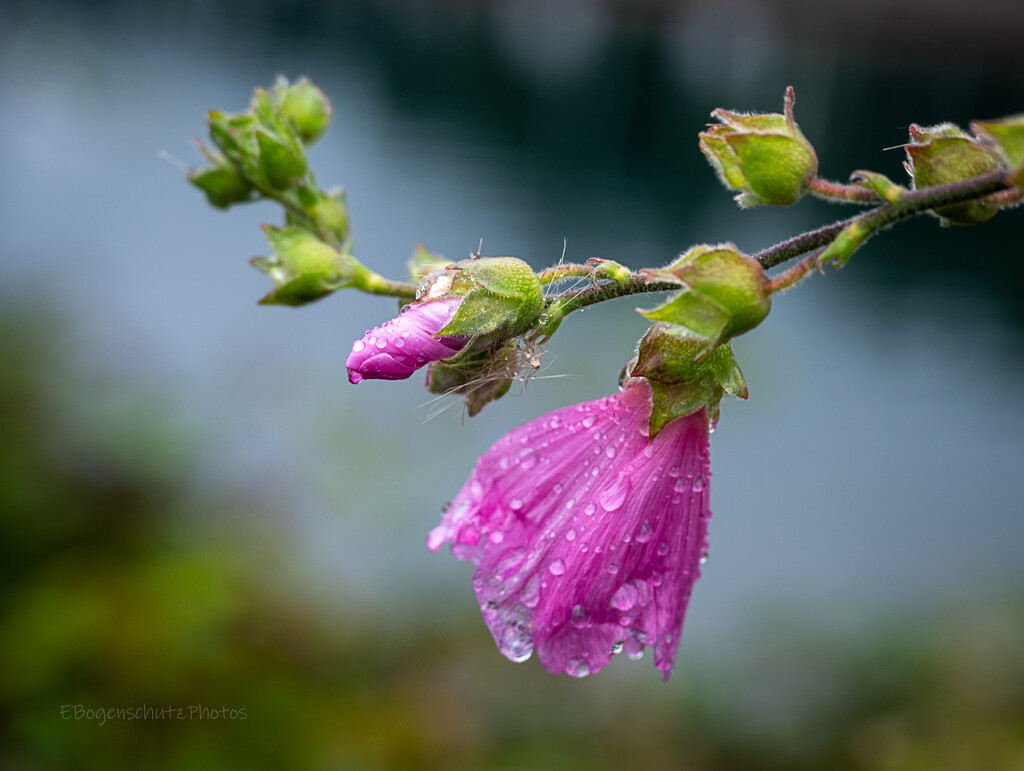 Blooms in the rain by theredcamera
