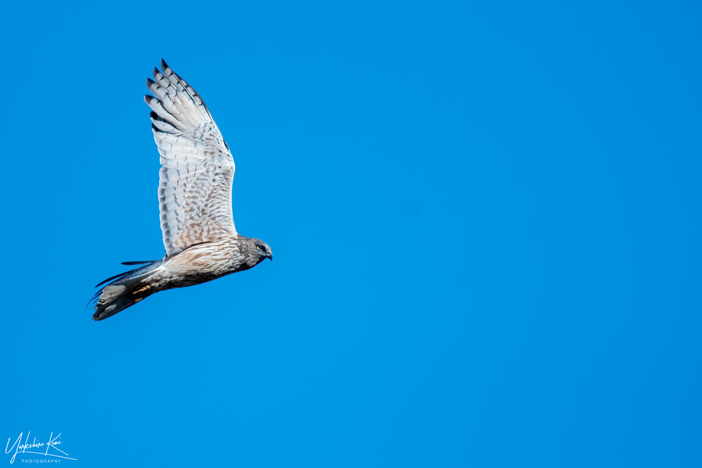 Harrier Hawk by yorkshirekiwi