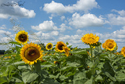 1st Sep 2021 - Sunflowers