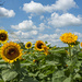 Sunflowers by lstasel