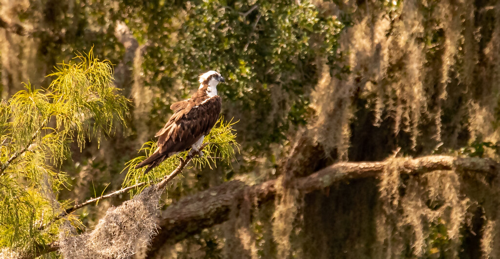 The Osprey in it's Usual Tree! by rickster549