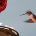 Hummingbird by dawnbjohnson2
