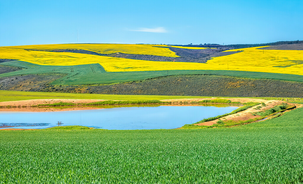 Wheat, water and Canola by ludwigsdiana
