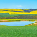 Wheat, water and Canola by ludwigsdiana