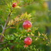 Pomegranates by acolyte
