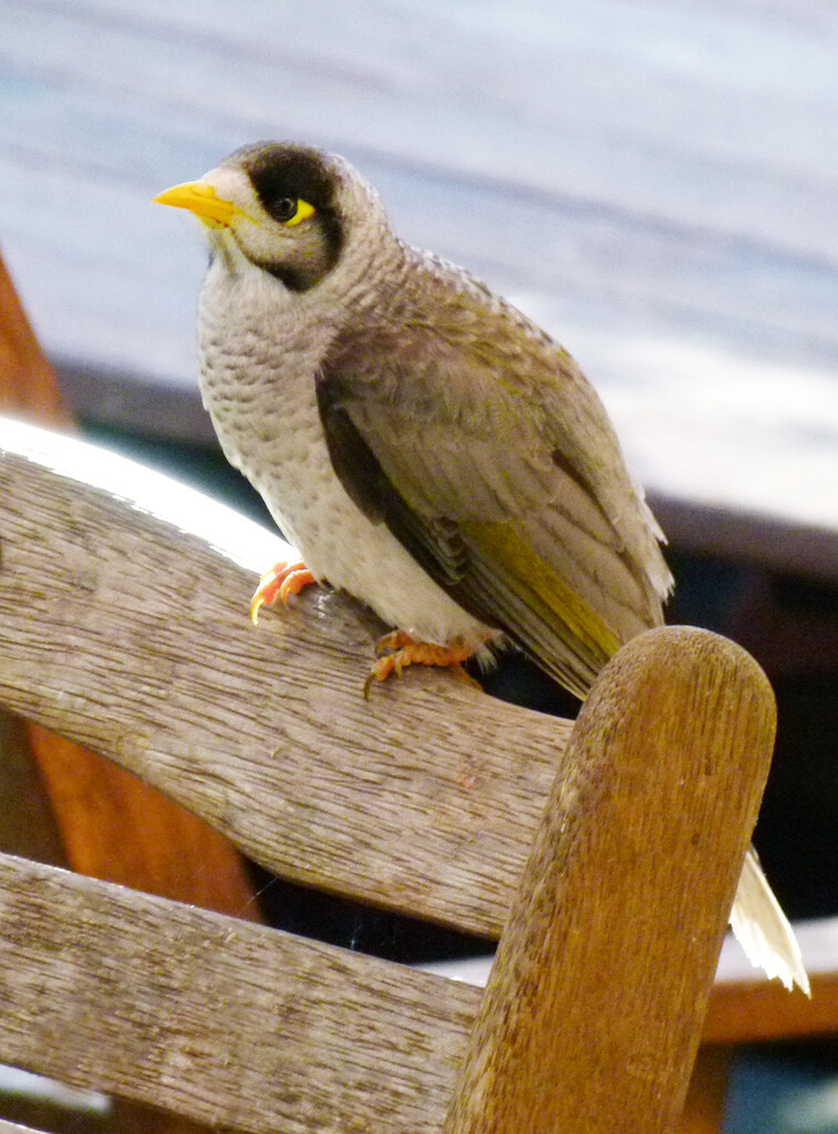 Noisy Miner by onewing
