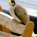Noisy Miner by onewing