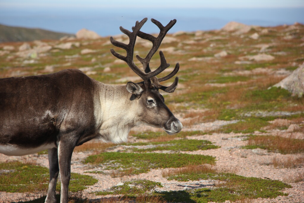 Cairngorm Reindeer by jamibann
