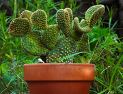3rd Sep 2021 - cactus